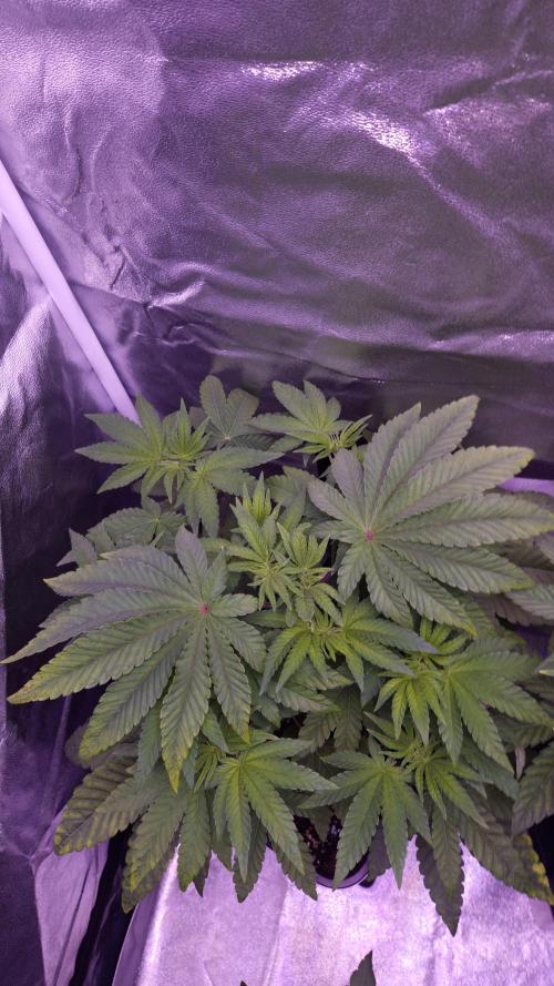 Fem10 - Photoperiodic TestSeed FastBuds. Week 5