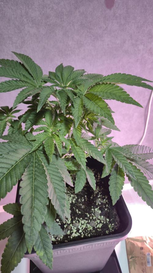 Fem10 - Photoperiodic TestSeed FastBuds. Week 5