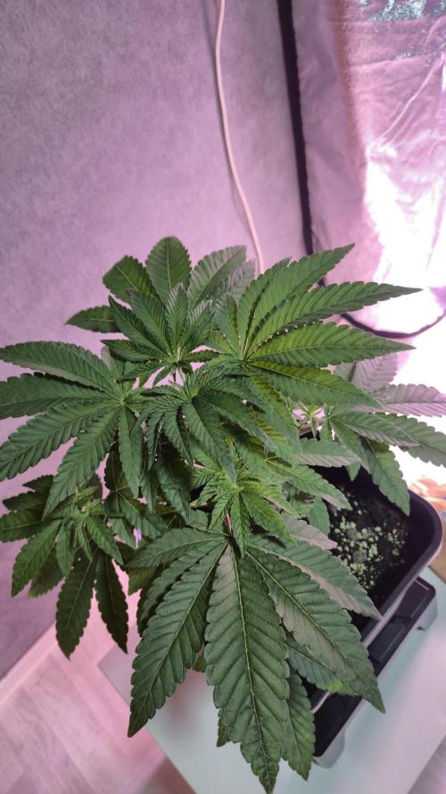 Fem10 - Photoperiodic TestSeed FastBuds. Week 5