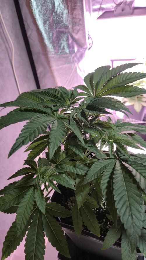 Fem10 - Photoperiodic TestSeed FastBuds. Week 5