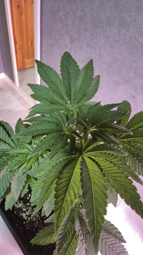 Fem10 - Photoperiodic TestSeed FastBuds. Week 5