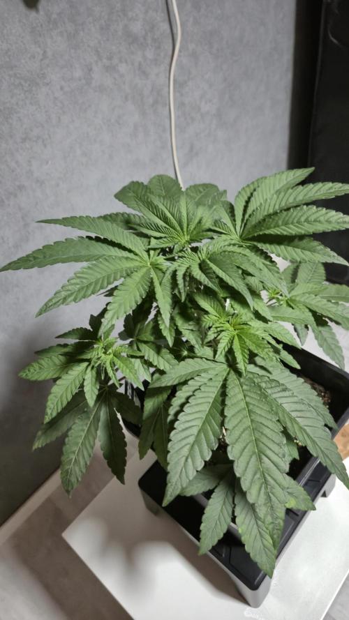 Fem10 - Photoperiodic TestSeed FastBuds. Week 5