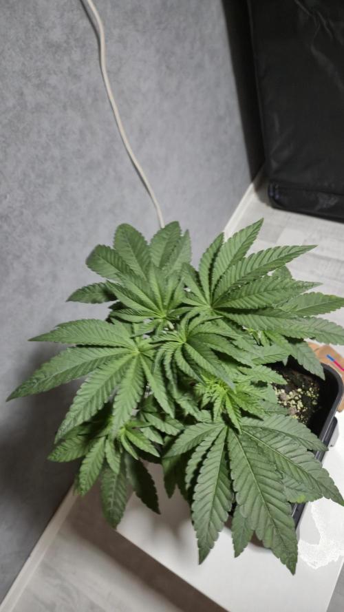 Fem10 - Photoperiodic TestSeed FastBuds. Week 5