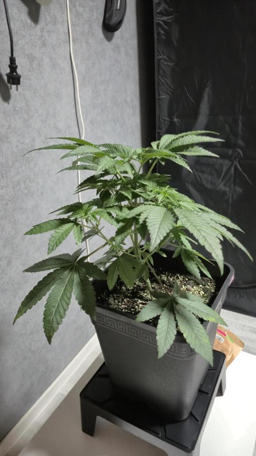 Fem10 - Photoperiodic TestSeed FastBuds. Week 5