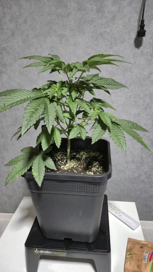 Fem10 - Photoperiodic TestSeed FastBuds. Week 5