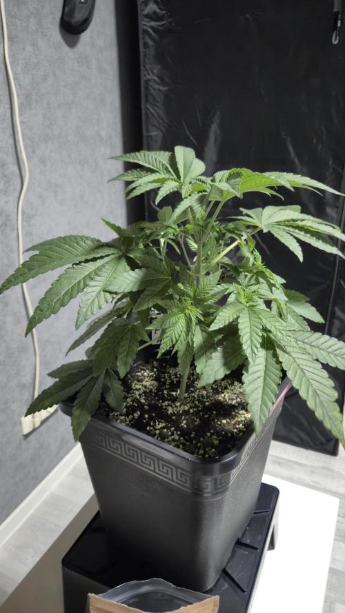 Fem10 - Photoperiodic TestSeed FastBuds. Week 5