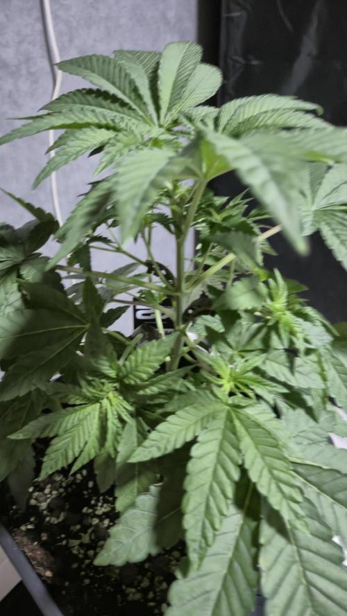 Fem10 - Photoperiodic TestSeed FastBuds. Week 5