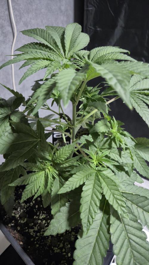 Fem10 - Photoperiodic TestSeed FastBuds. Week 5