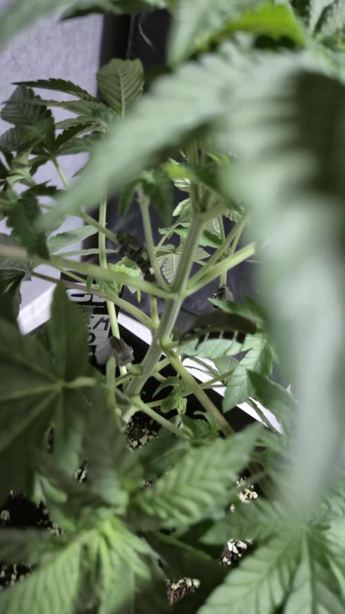 Fem10 - Photoperiodic TestSeed FastBuds. Week 5