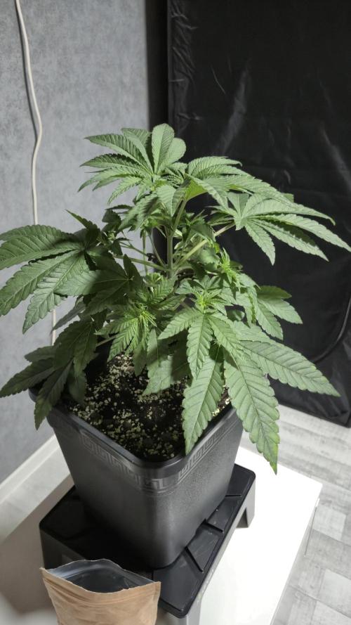 Fem10 - Photoperiodic TestSeed FastBuds. Week 5