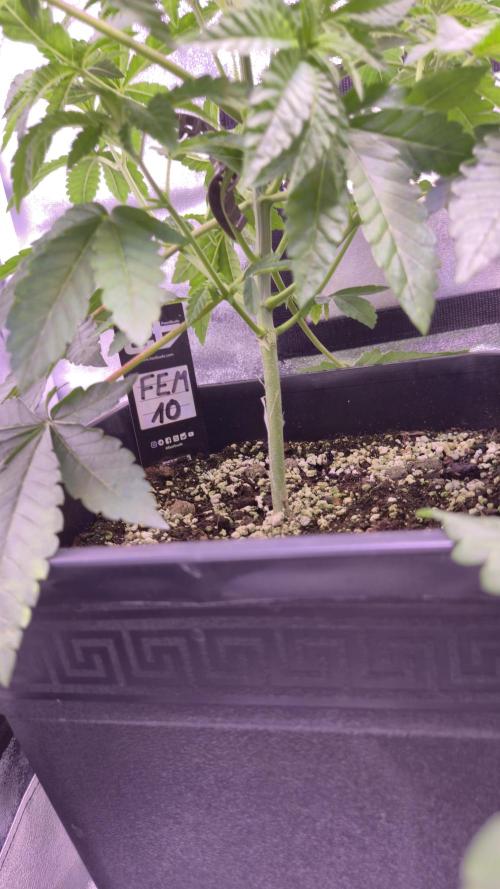 Fem10 - Photoperiodic TestSeed FastBuds. Week 5