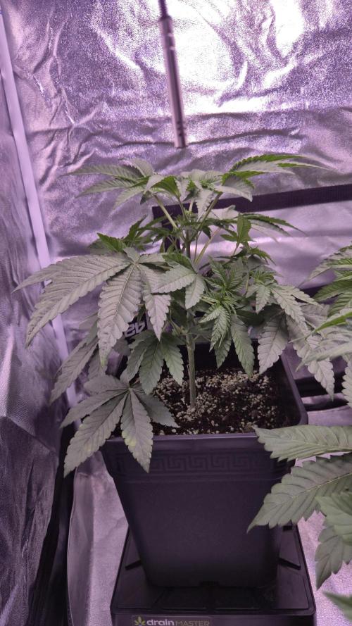 Fem10 - Photoperiodic TestSeed FastBuds. Week 5