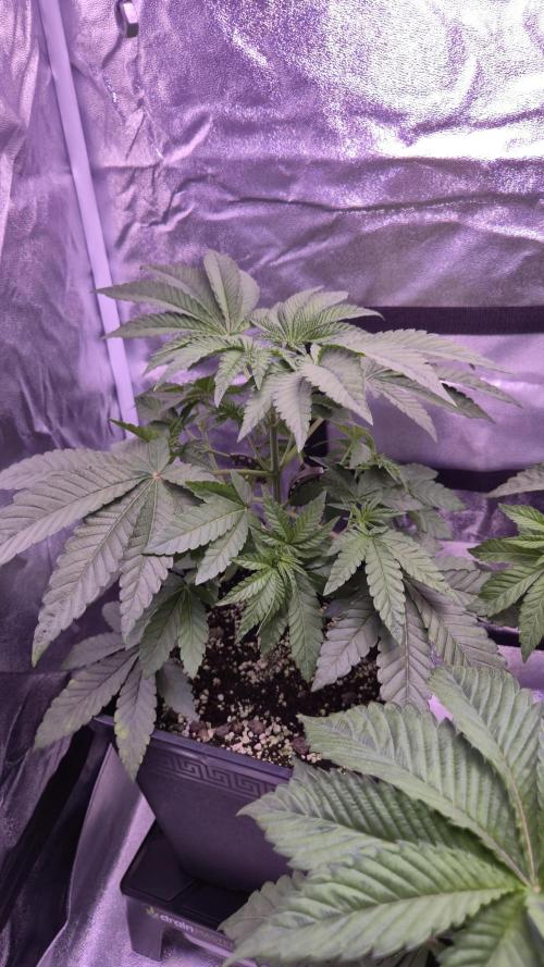 Fem10 - Photoperiodic TestSeed FastBuds. Week 5