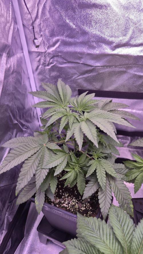 Fem10 - Photoperiodic TestSeed FastBuds. Week 5