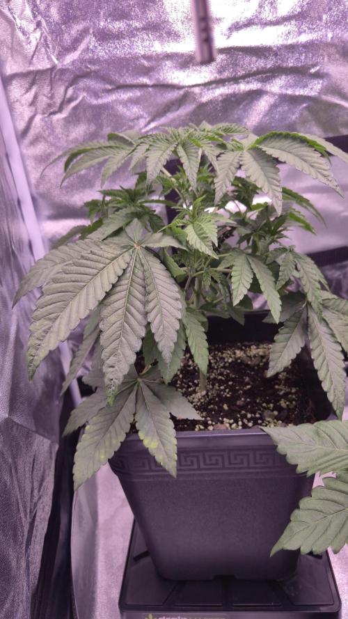 Fem10 - Photoperiodic TestSeed FastBuds. Week 5