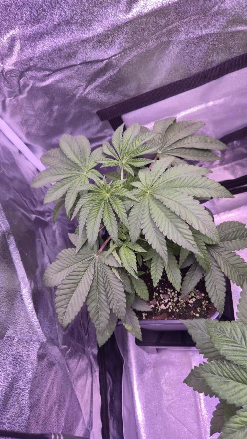 Fem10 - Photoperiodic TestSeed FastBuds. Week 5