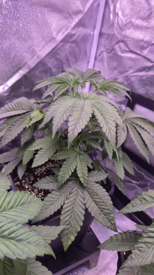 Fem10 - Photoperiodic TestSeed FastBuds. Week 5
