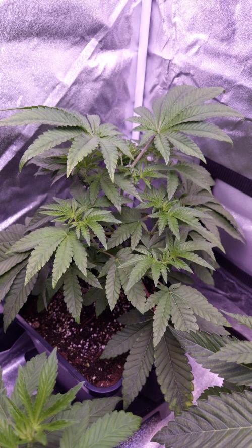 Fem10 - Photoperiodic TestSeed FastBuds. Week 5