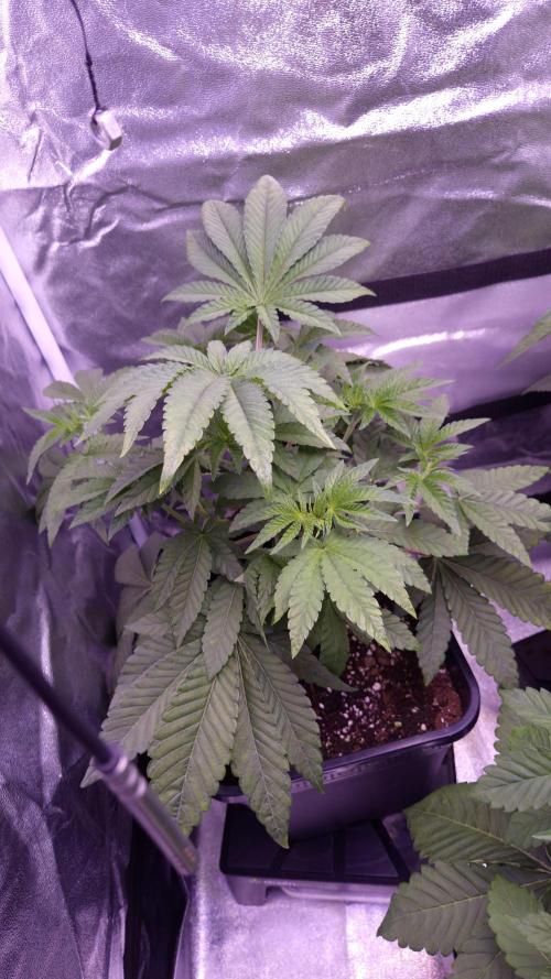 Fem10 - Photoperiodic TestSeed FastBuds. Week 5