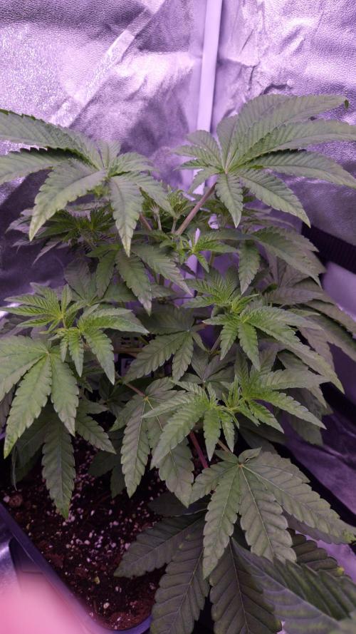 Fem10 - Photoperiodic TestSeed FastBuds. Week 5