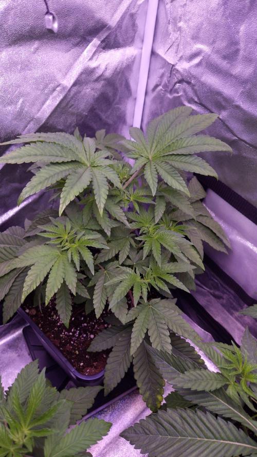 Fem10 - Photoperiodic TestSeed FastBuds. Week 5