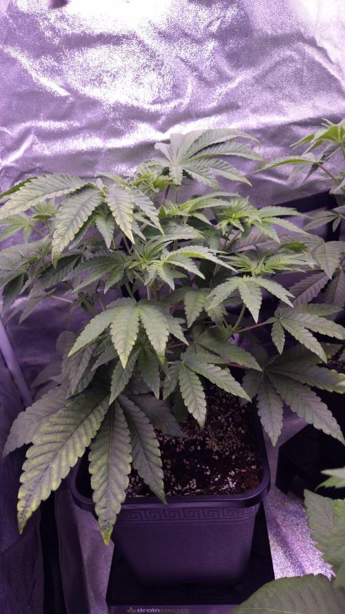 Fem10 - Photoperiodic TestSeed FastBuds. Week 5