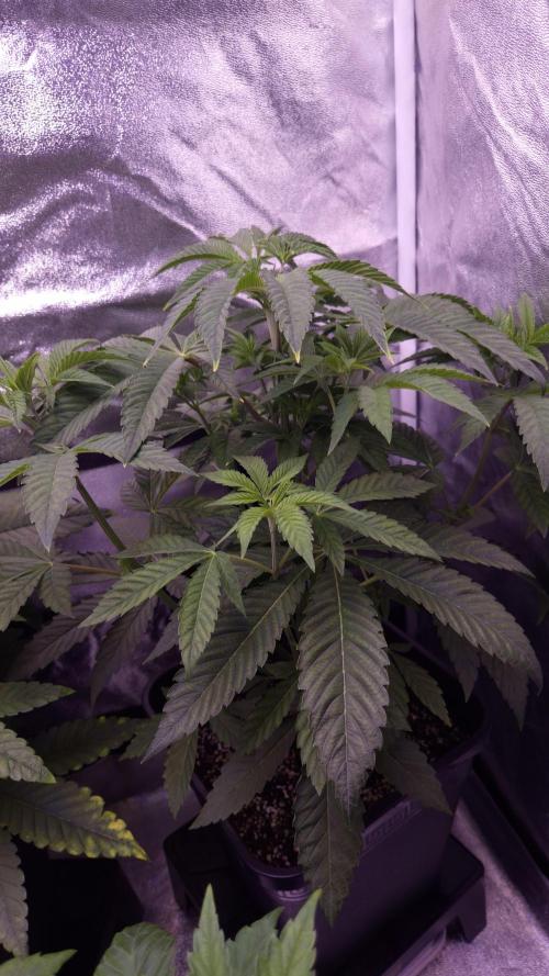 Fem 11 - Photoperiodic TestSeed FastBuds. Week 5