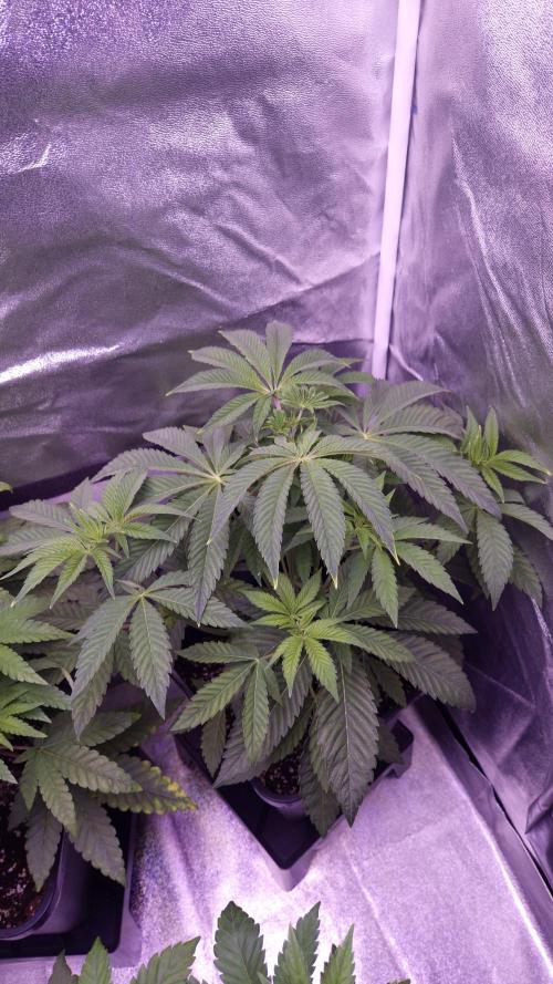 Fem 11 - Photoperiodic TestSeed FastBuds. Week 5