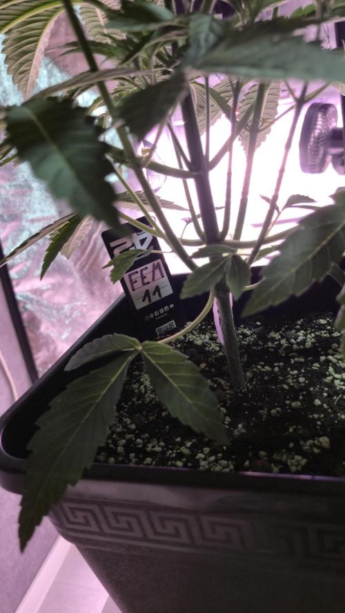 Fem 11 - Photoperiodic TestSeed FastBuds. Week 5