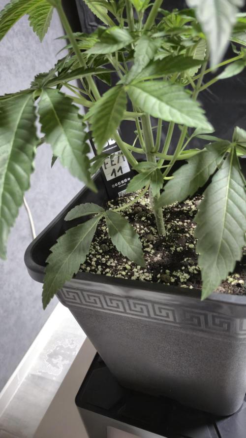 Fem 11 - Photoperiodic TestSeed FastBuds. Week 5