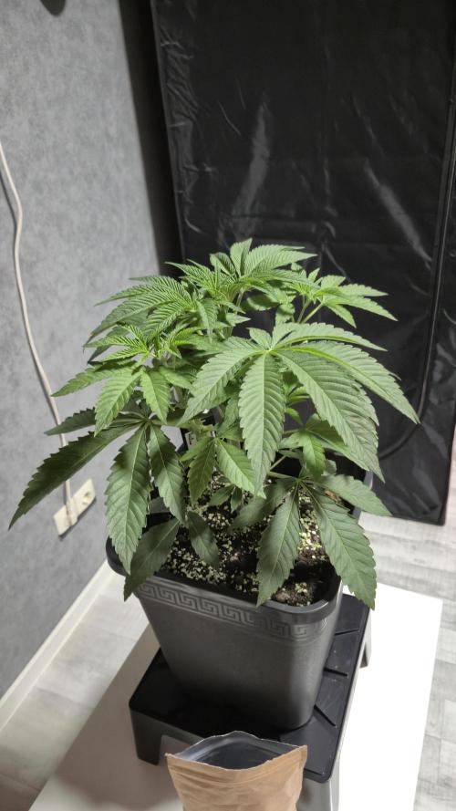 Fem 11 - Photoperiodic TestSeed FastBuds. Week 5