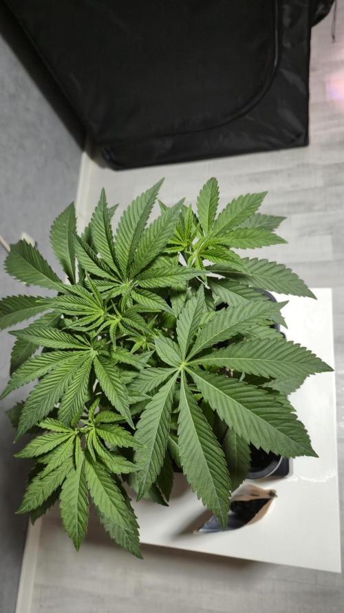 Fem 11 - Photoperiodic TestSeed FastBuds. Week 5