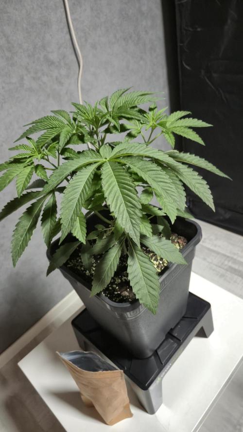 Fem 11 - Photoperiodic TestSeed FastBuds. Week 5