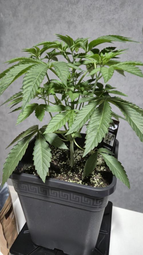 Fem 11 - Photoperiodic TestSeed FastBuds. Week 5