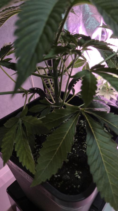 Fem 11 - Photoperiodic TestSeed FastBuds. Week 5