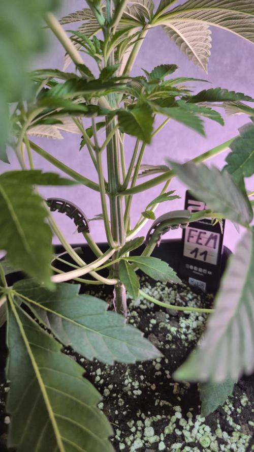 Fem 11 - Photoperiodic TestSeed FastBuds. Week 5