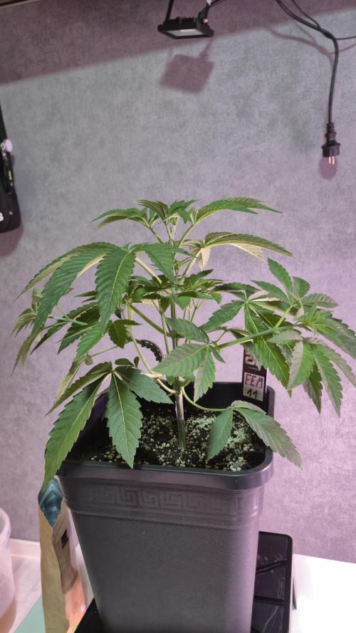 Fem 11 - Photoperiodic TestSeed FastBuds. Week 5