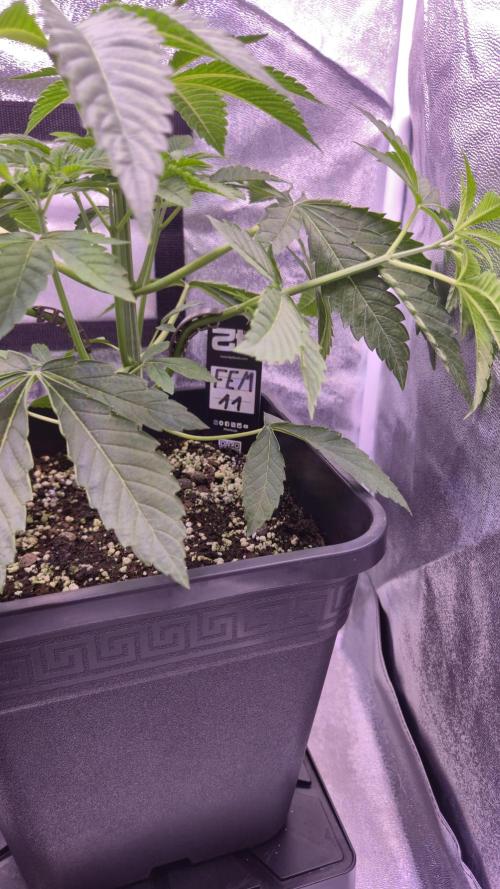 Fem 11 - Photoperiodic TestSeed FastBuds. Week 5