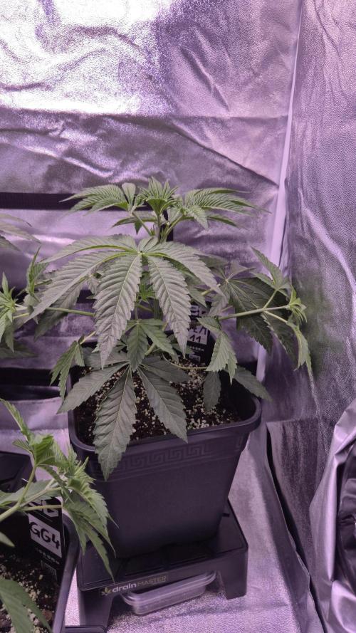 Fem 11 - Photoperiodic TestSeed FastBuds. Week 5