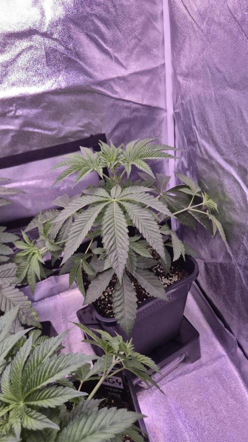 Fem 11 - Photoperiodic TestSeed FastBuds. Week 5