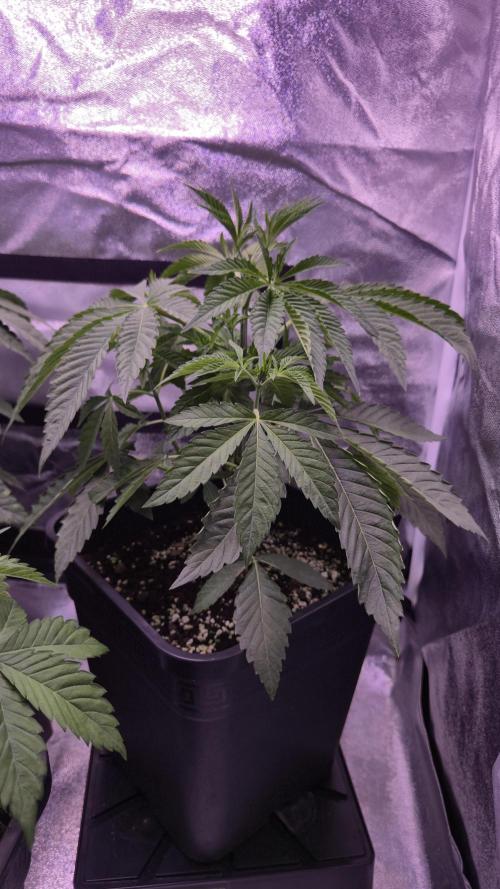 Fem 11 - Photoperiodic TestSeed FastBuds. Week 5