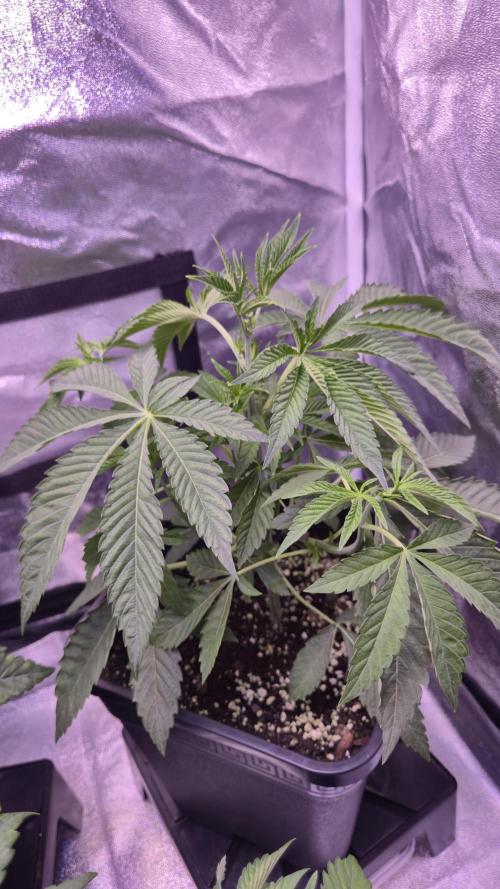Fem 11 - Photoperiodic TestSeed FastBuds. Week 5
