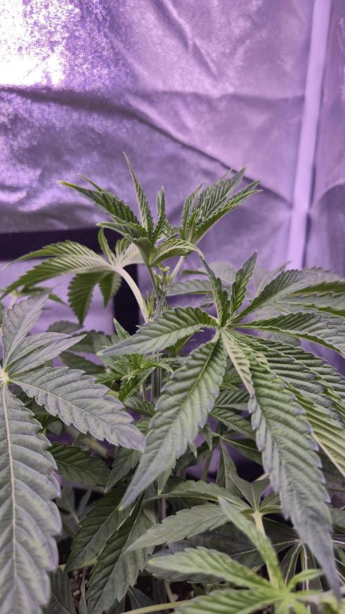 Fem 11 - Photoperiodic TestSeed FastBuds. Week 5