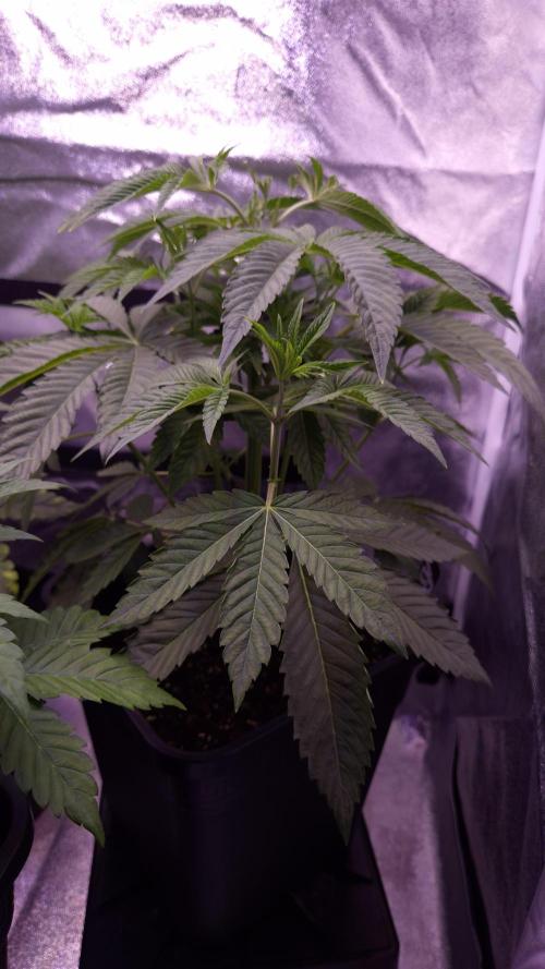 Fem 11 - Photoperiodic TestSeed FastBuds. Week 5