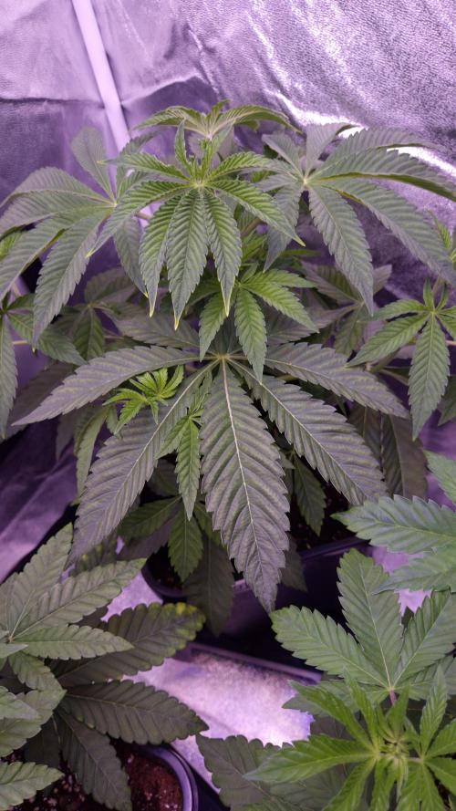 Fem 11 - Photoperiodic TestSeed FastBuds. Week 5