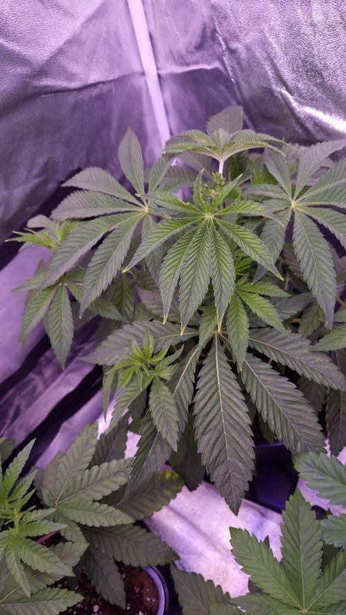 Fem 11 - Photoperiodic TestSeed FastBuds. Week 5