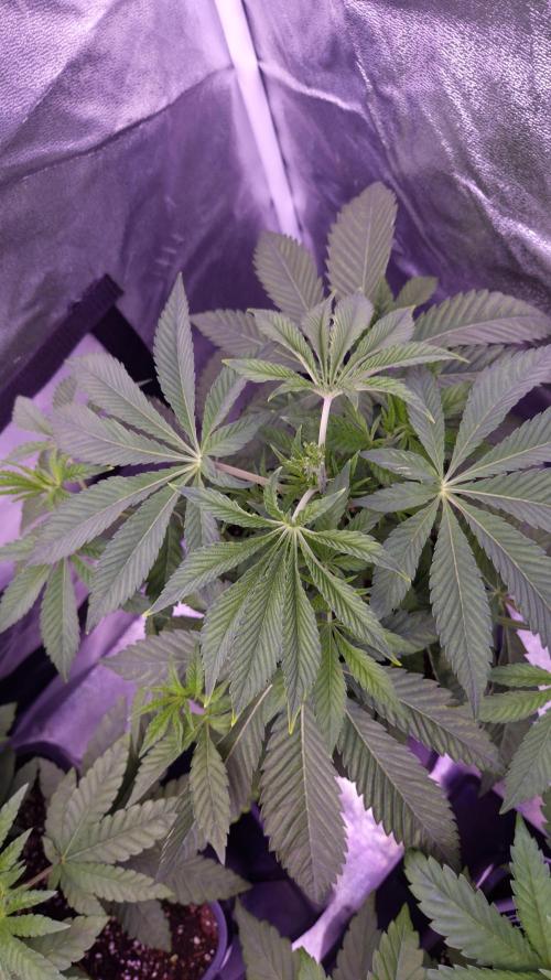 Fem 11 - Photoperiodic TestSeed FastBuds. Week 5