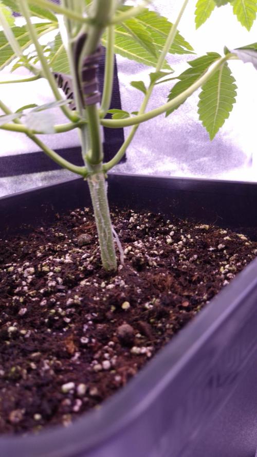Fem 11 - Photoperiodic TestSeed FastBuds. Week 5
