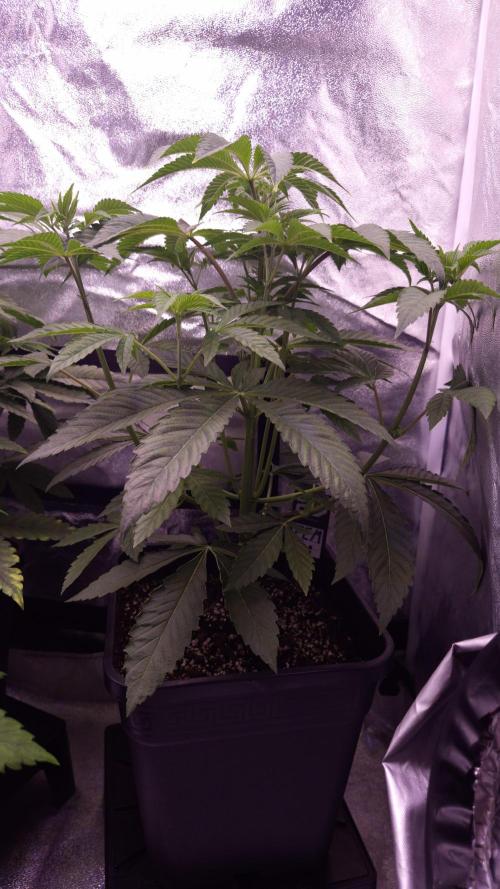 Fem 11 - Photoperiodic TestSeed FastBuds. Week 5