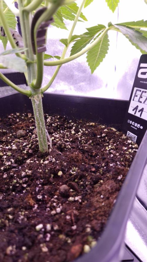 Fem 11 - Photoperiodic TestSeed FastBuds. Week 5